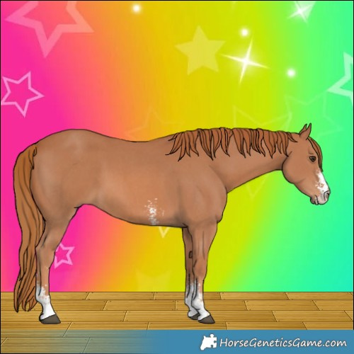 Horse Color:Chestnut Sabino 