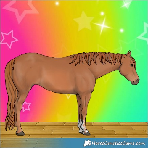Horse Color:Chestnut Sabino 