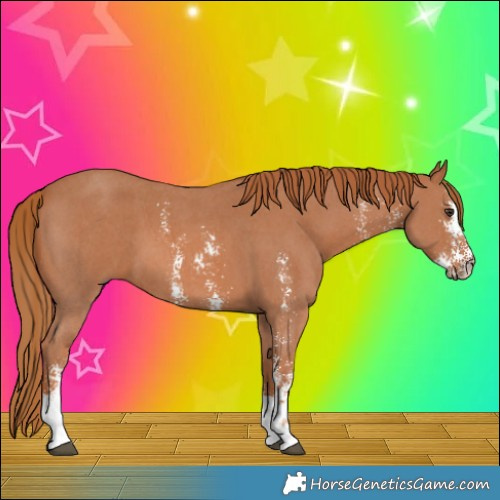 Horse Color:Chestnut Sabino