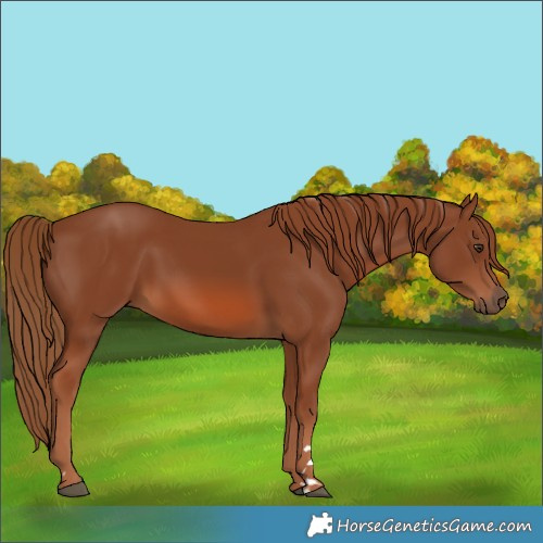 Horse Color:Chestnut 