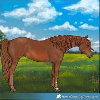 Horse Color:Chestnut 