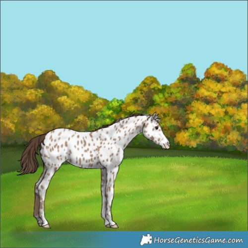 Horse Color:Classic Champagne Appaloosa 