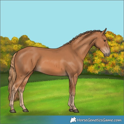 Horse Color:Chestnut Rabicano 