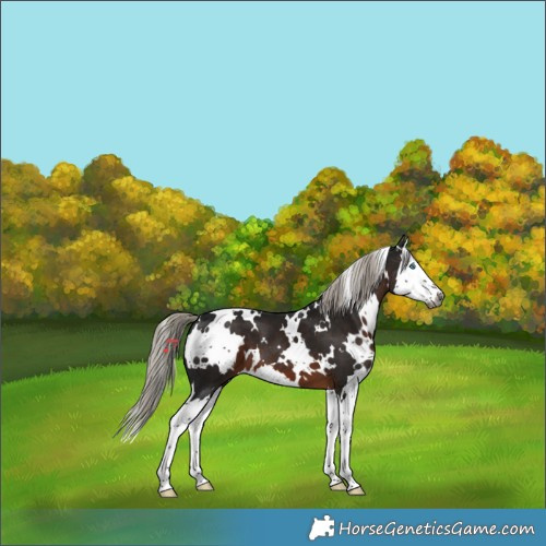 Horse Color:Gray White Spotted Silver Brown Splash