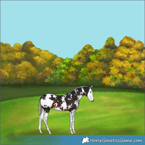 Horse Color:Gray White Spotted Silver Brown Splash 