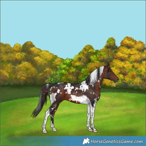 Horse Color:White Spotted Bay Tobiano