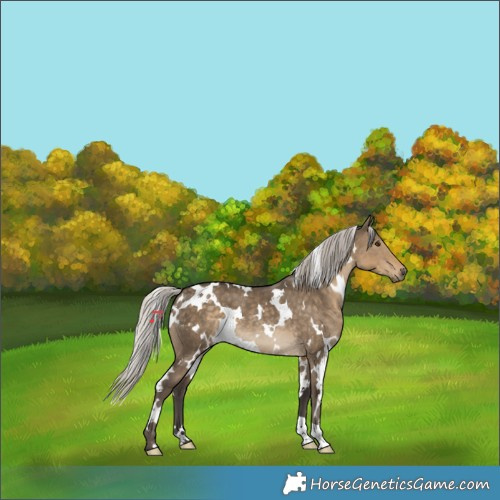 Horse Color:White Spotted Silver Smoky Grullo 