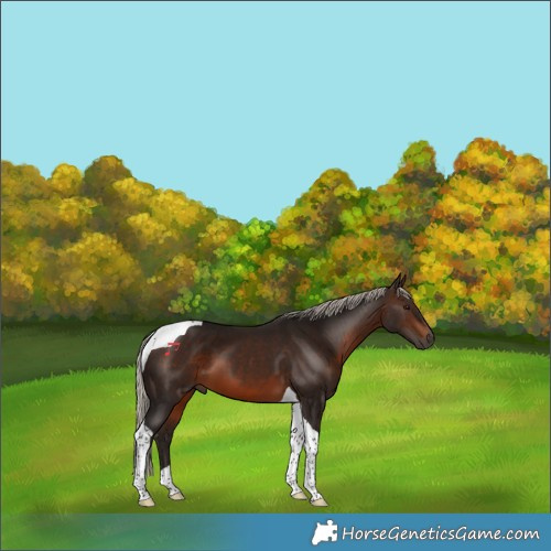 Horse Color:Gray Silver Bay Tobiano 