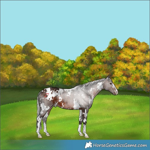Horse Color:White Spotted Silver Brown
