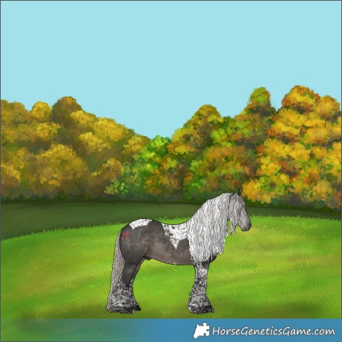 Horse Color:Gray Silver Black Tobiano