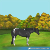 Horse Color:Black Tobiano