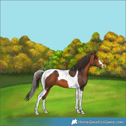 Horse Color:Bay Tobiano