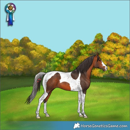 Horse Color:Bay Tobiano 