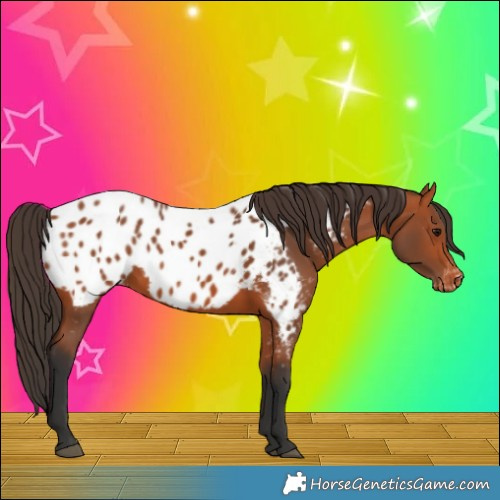 Horse Color:Bay Appaloosa 