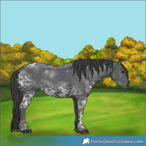 Horse Color:Black Ice