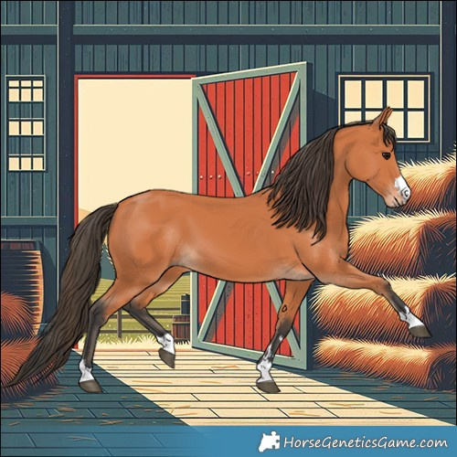 Horse Color:Bay 