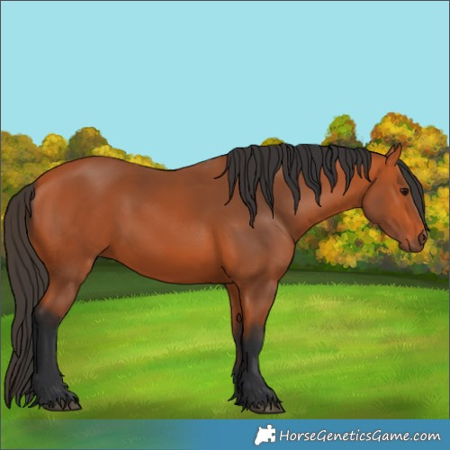 Horse Color:Bay 