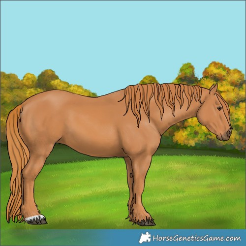 Horse Color:Chestnut 