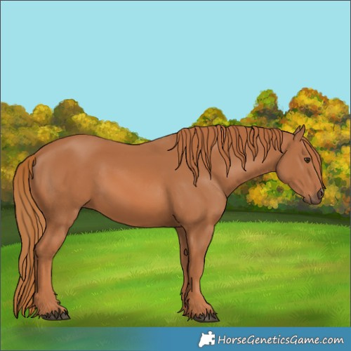 Horse Color:Chestnut 