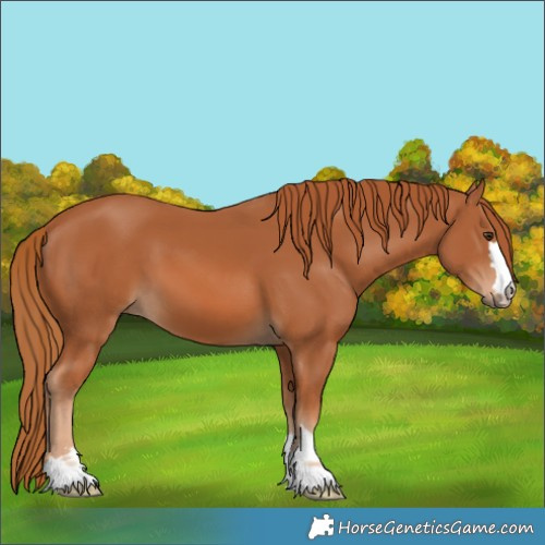 Horse Color:Chestnut 