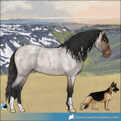 Horse Color:Brown Roan Dun Appaloosa