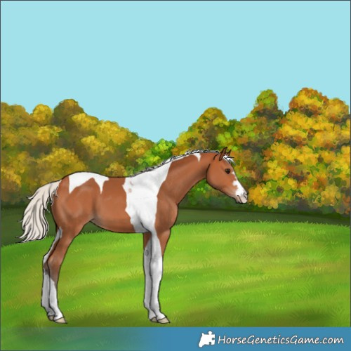 Horse Color:Silver Bay Tobiano 