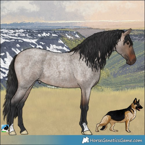 Horse Color:Brown Roan Dun