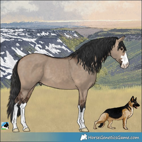 Horse Color:Brown Dun 