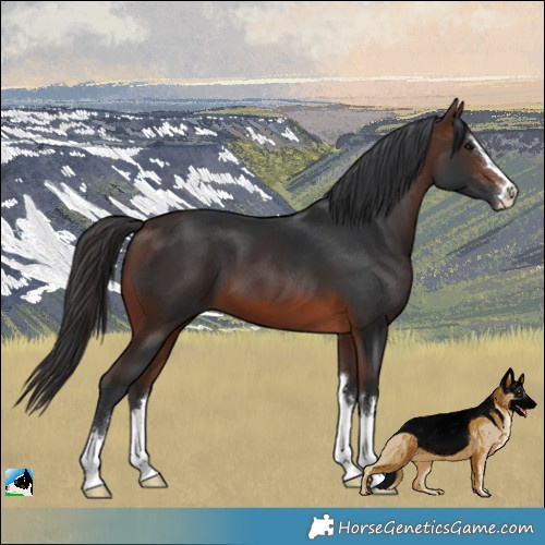 Horse Color:Brown 