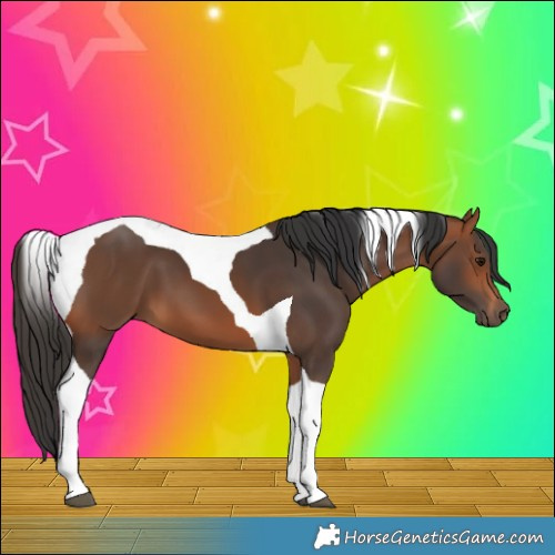 Horse Color:Bay Tobiano 