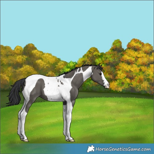 Horse Color:Grullo Tobiano 