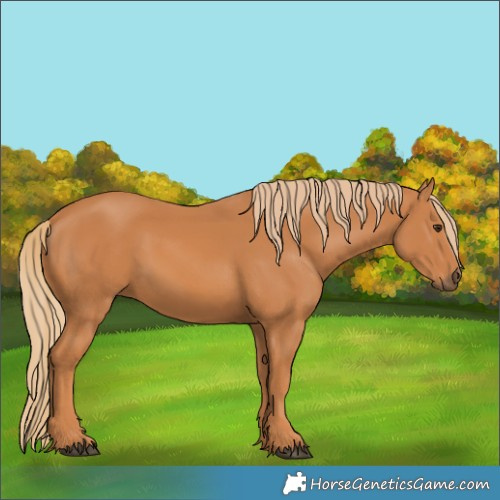 Horse Color:Chestnut 