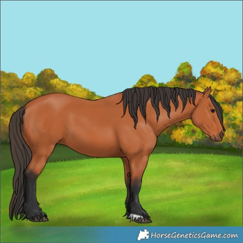 Horse Color:Bay 