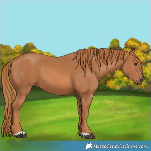 Horse Color:Chestnut 