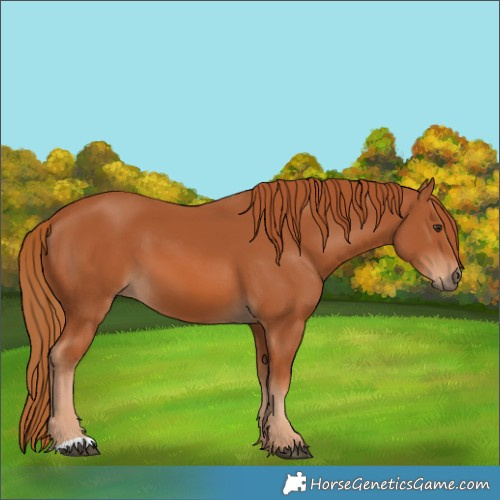 Horse Color:Chestnut 