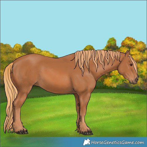 Horse Color:Chestnut 