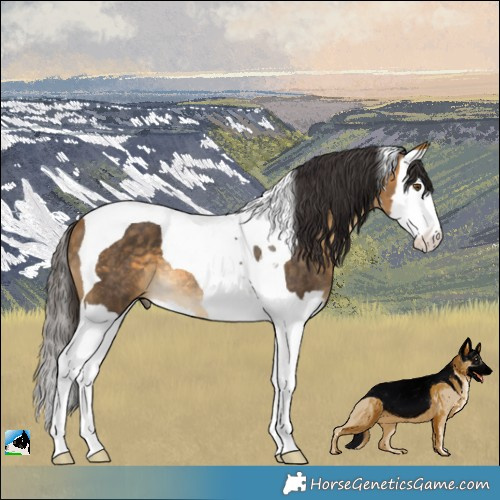 Horse Color:Buckskin Splash Tobiano Rabicano