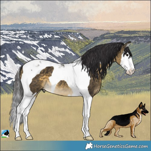 Horse Color:Buckskin Splash Tobiano