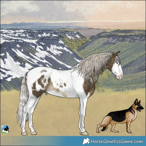 Horse Color:Silver Buckskin Splash Tobiano Appaloosa Rabicano