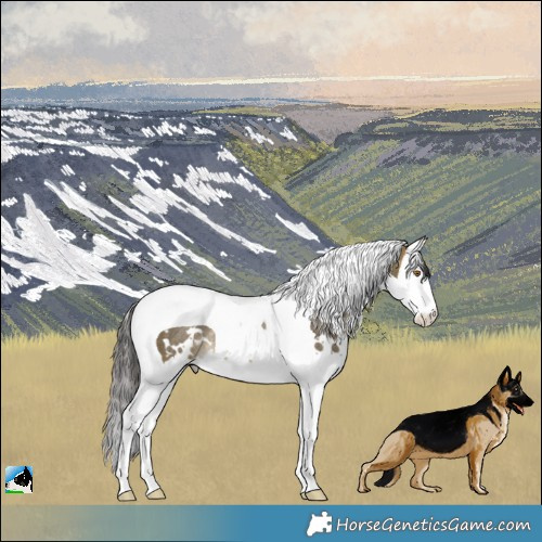 Horse Color:White Spotted Buckskin Dun Splash Tobiano Rabicano 