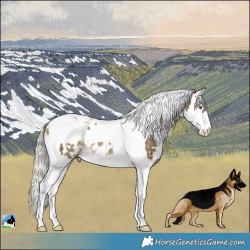 Horse Color:White Spotted Silver Buckskin Dun Splash Tobiano Appaloosa Rabicano
