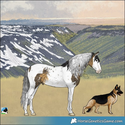 Horse Color:White Spotted Buckskin Splash Tobiano Rabicano