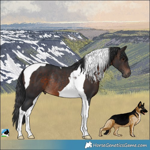 Horse Color:Brown Tobiano Rabicano