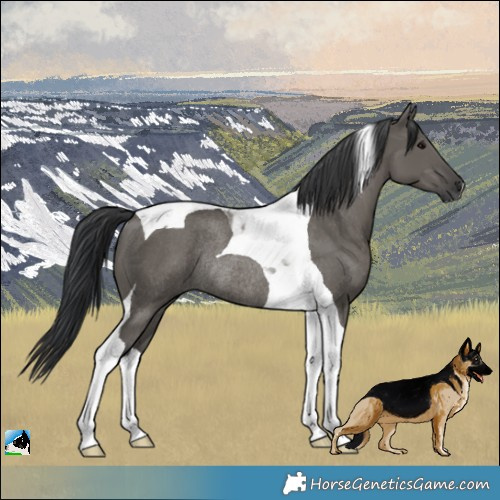 Horse Color:Grullo Tobiano Rabicano 