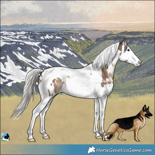 Horse Color:White Spotted Silver Brown Dun Splash Tobiano Rabicano 