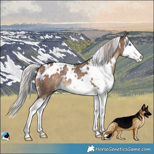 Horse Color:White Spotted Silver Bay Dun Splash Rabicano 