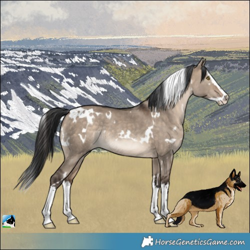 Horse Color:White Spotted Bay Dun Splash Rabicano 