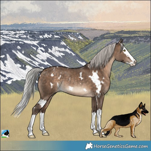 Horse Color:White Spotted Silver Brown Dun Splash Rabicano 