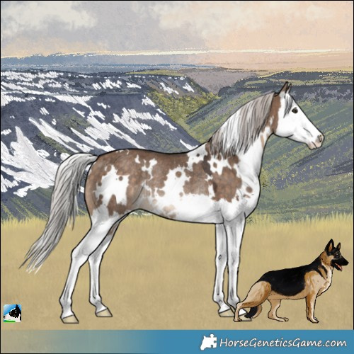 Horse Color:White Spotted Silver Bay Dun Splash Rabicano 