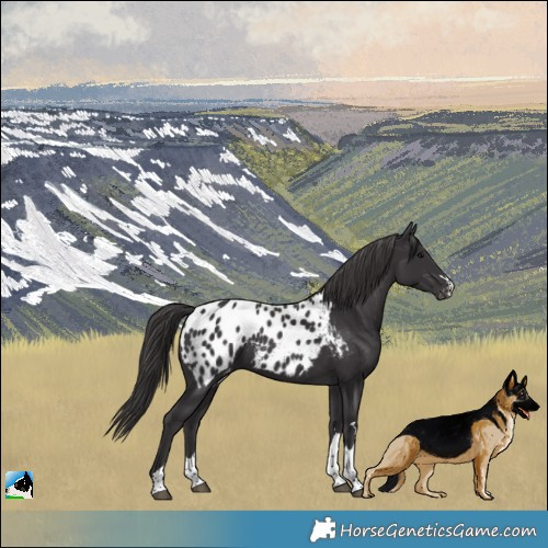 Horse Color:Smoky Black Appaloosa 